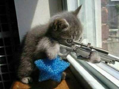 Gatinho armado com sniper